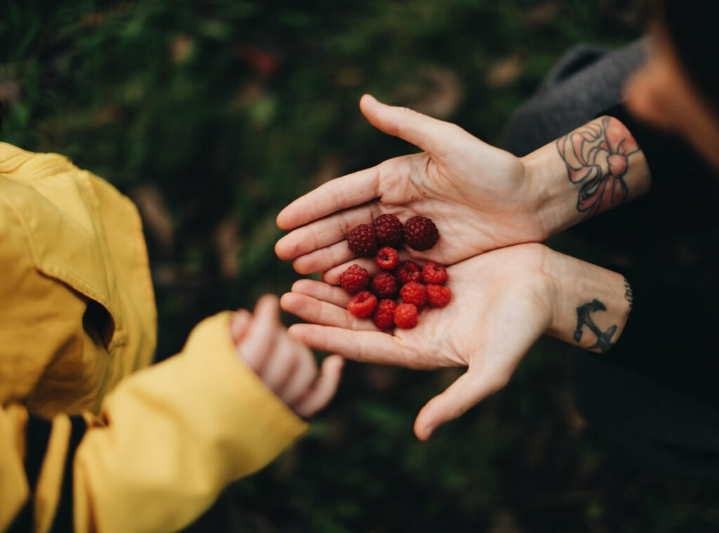 Image of adult hands handing a freshly picked group of red raspberries to a child in a yellow sweater.